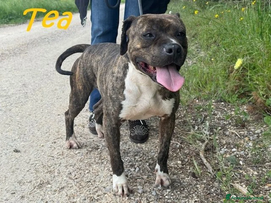 Pitbull cani in regalo: TEA un amore , buona a Provincia di Lucca - Annuncio 2