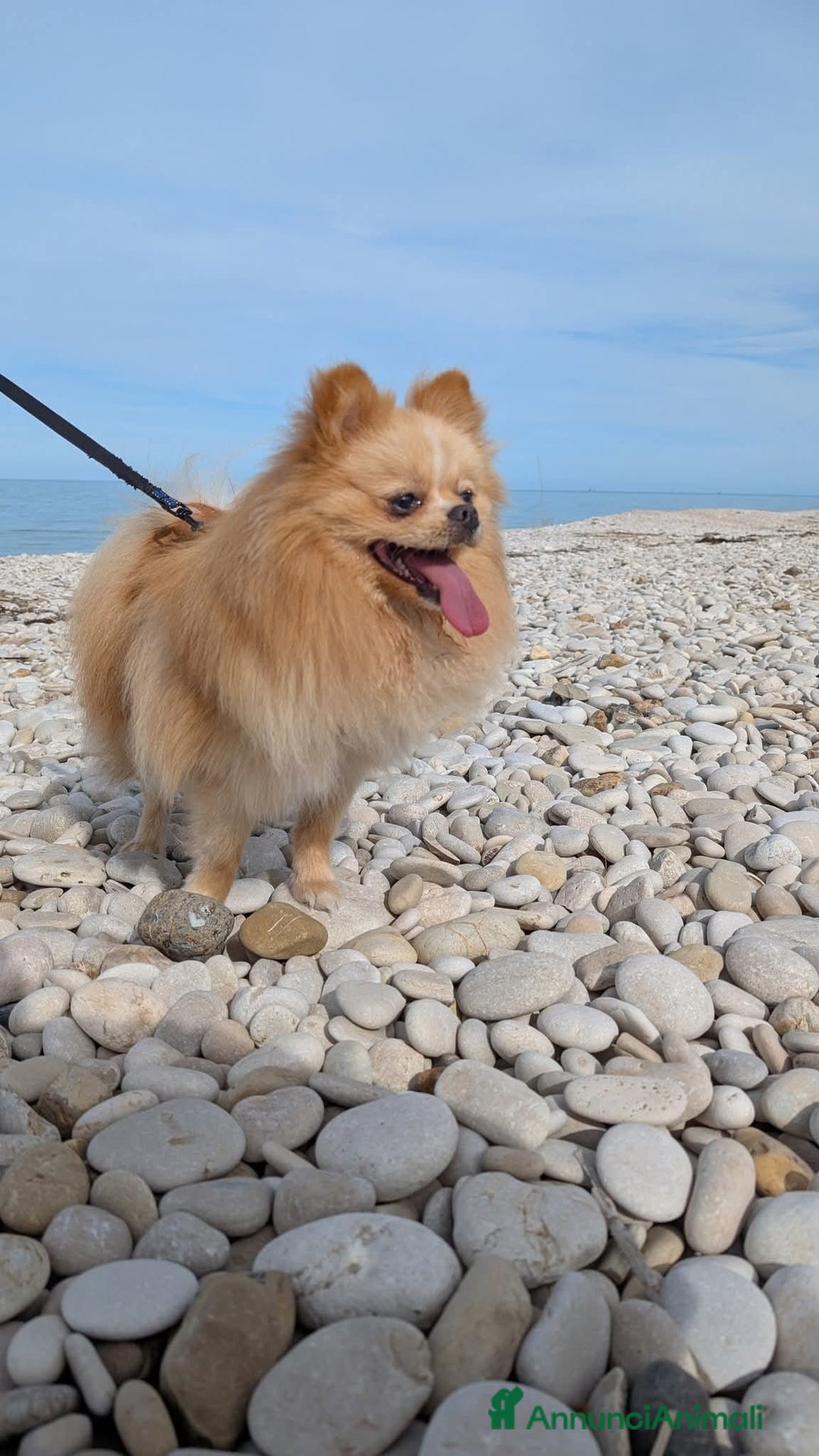 Spitz cani per accoppiamento: Stallone Spitz tedesco nano per monta a Provincia di Latina - Annuncio 3