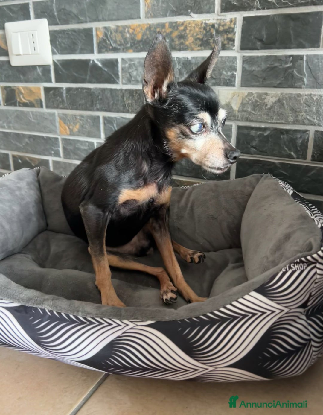 Pinscher Miniatura cani in regalo: Trilly Pinscher 17 anni femmina - Annuncio 1