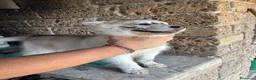 Husky cani in vendita: cuccioli di husky  - Annuncio 3