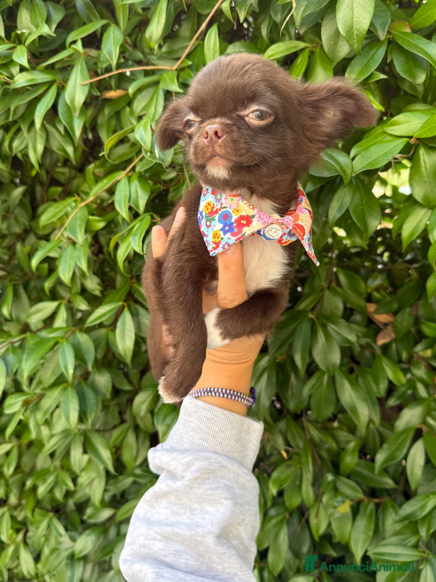 Chihuahua cani in vendita: Chihuahua mini - Annuncio 12