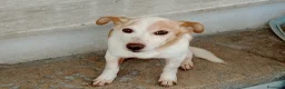 Meticcio cani in regalo: PICCINO - Annuncio 5