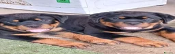 Rottweiler cani in vendita: cuccioli Rottweiler - Annuncio 5
