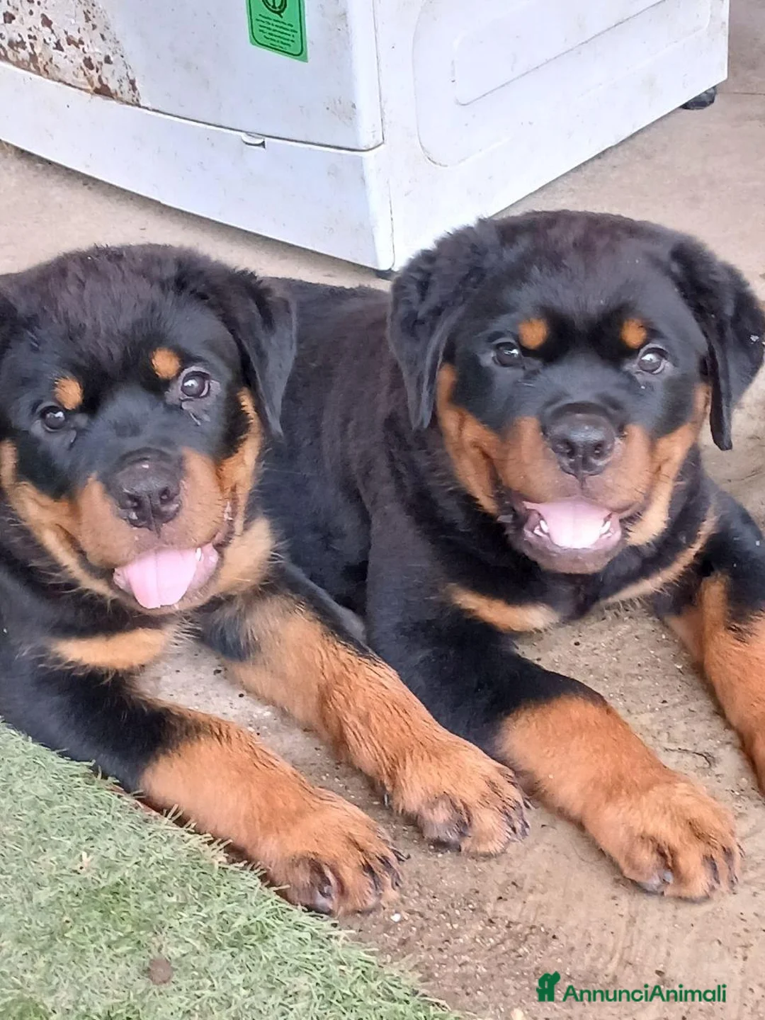 Rottweiler cani in vendita: cuccioli Rottweiler - Annuncio 5