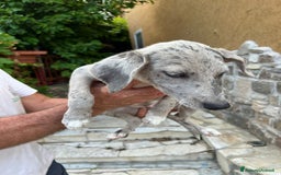 Altre razze cani in regalo: Cuccioli  a Provincia di Brescia - Immagine 4