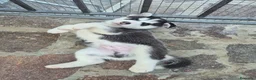 Husky cani in vendita: Cuccioli di siberian husky  - Annuncio 3