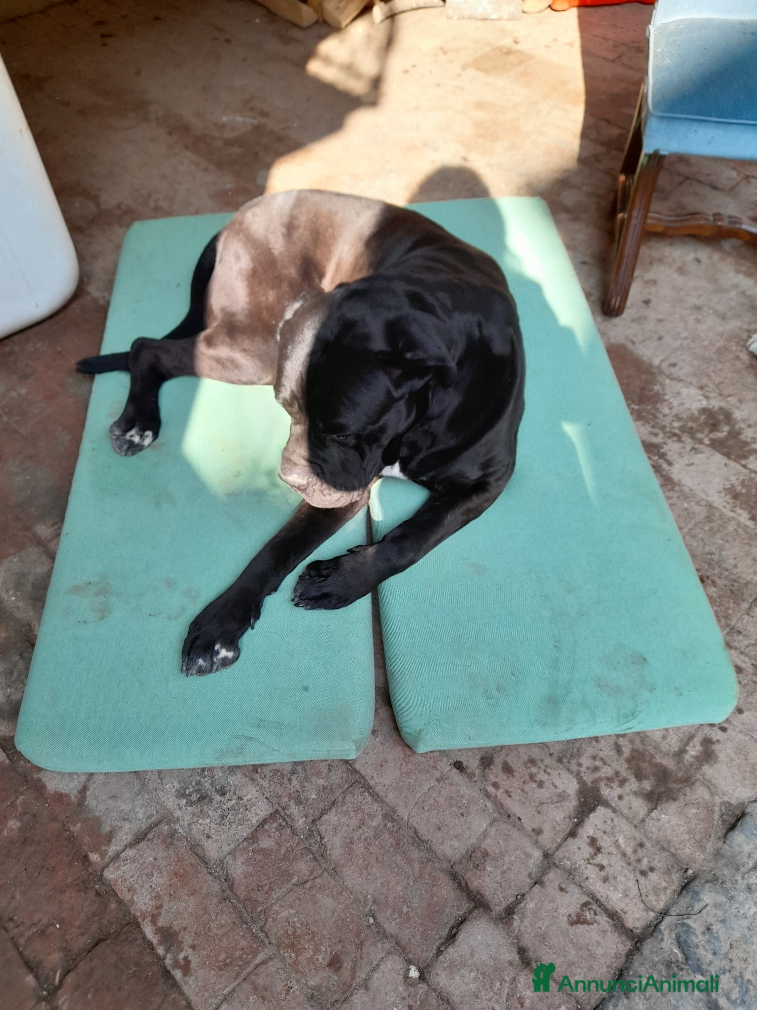 Cane Corso cani cedo cane Corso in regalo - Annuncio 2