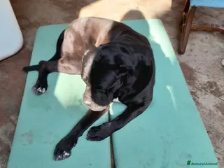 Cane Corso cani cedo cane Corso in regalo - Annuncio 2