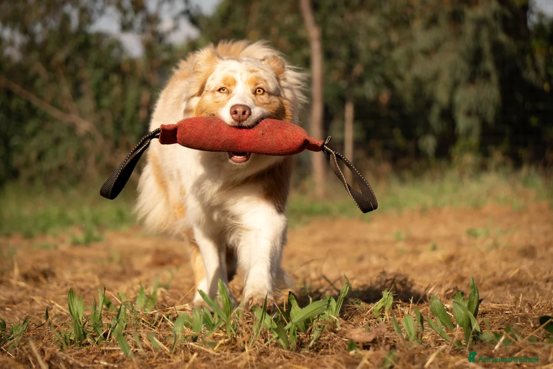 Immagine della galleria {{count}}