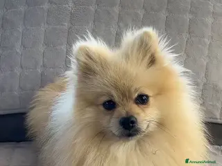 Spitz cani Spitz tedesco nano - Annuncio 11