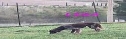 Meticcio cani in regalo: LISA bella timidina a Città Metropolitana di Torino - Annuncio 2