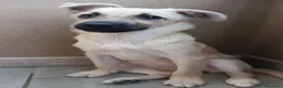 Meticcio cani in regalo: Milú 3 mesi e mezzo quasi 5 kg cerca casa  - Annuncio 3