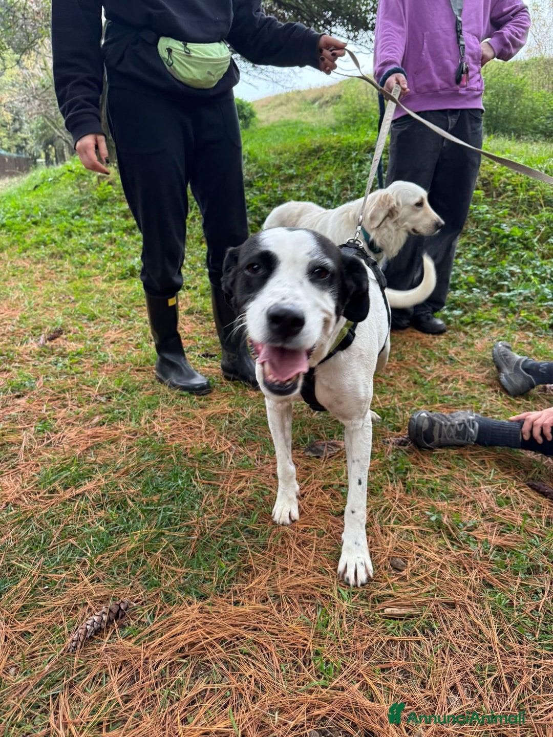 Meticcio cani in regalo: Splendida meticcia - BELLA - Annuncio 7