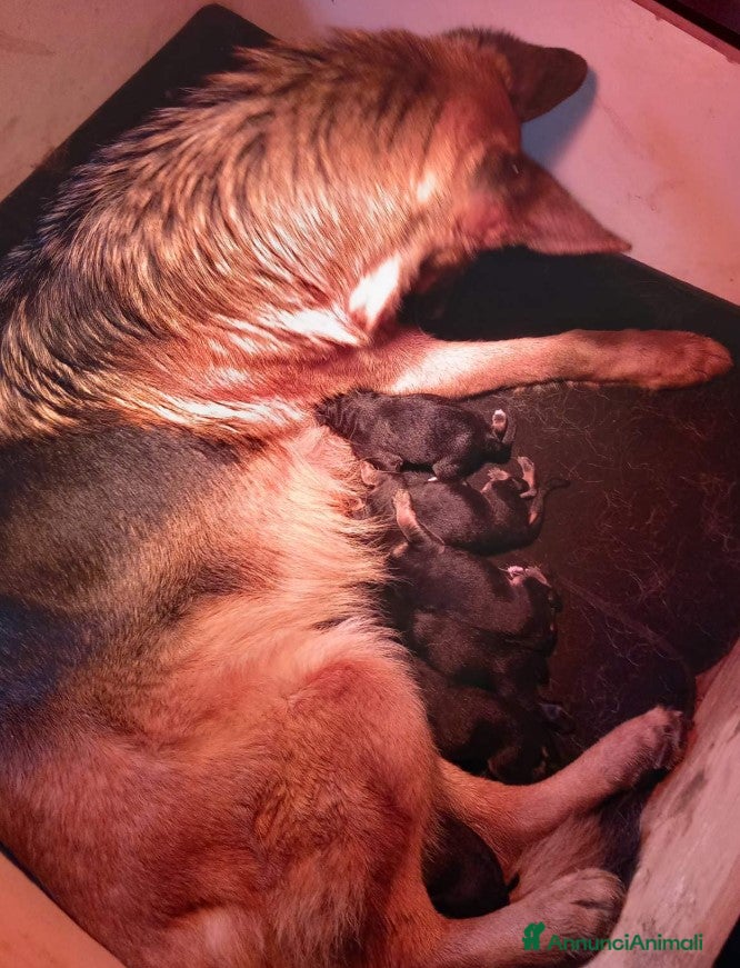 Pastore Tedesco cani cuccioli di pastore tedesco - Annuncio 1