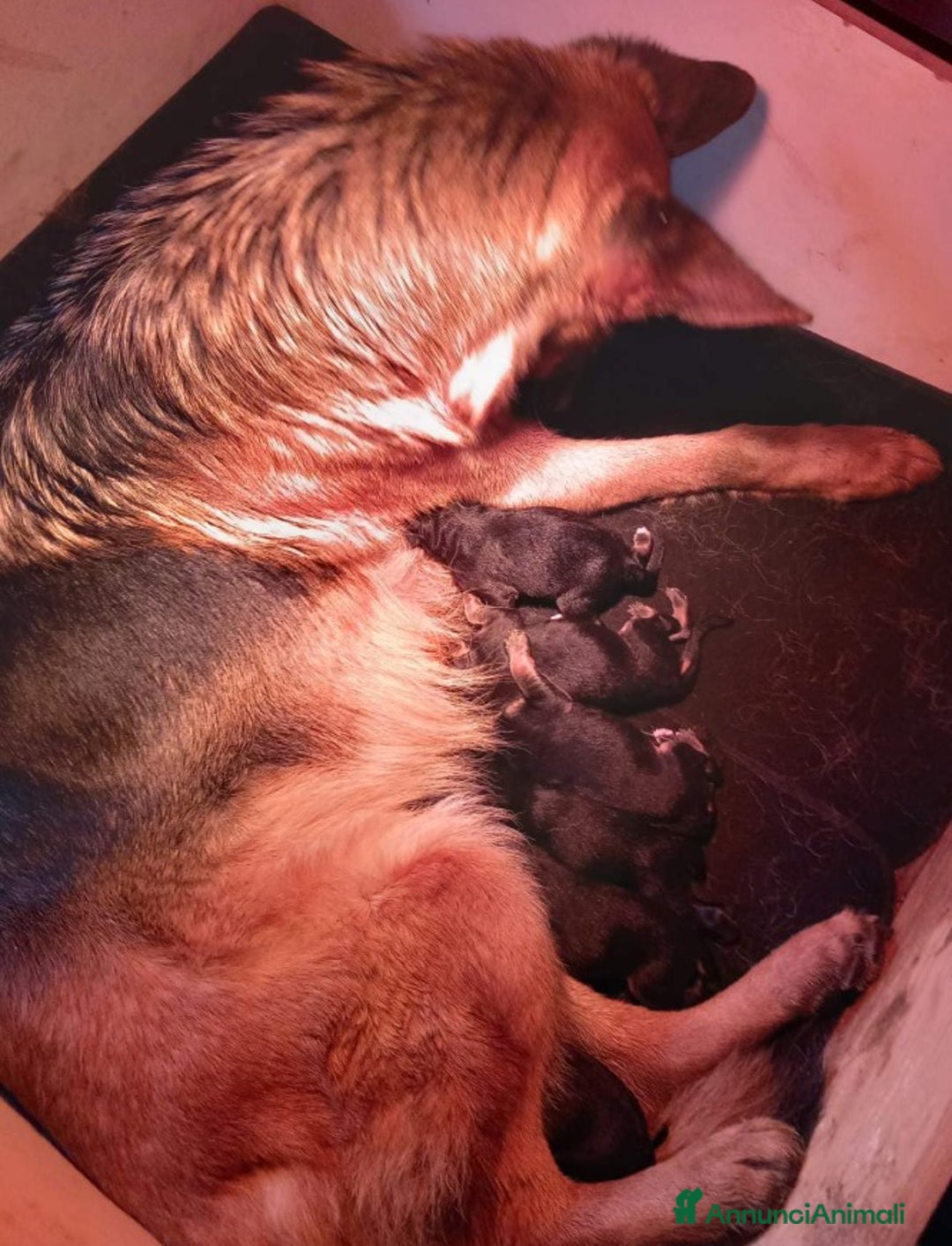 Pastore Tedesco cani in vendita: cuccioli di pastore tedesco - Annuncio 1