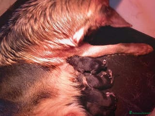 Pastore Tedesco cani cuccioli di pastore tedesco - Annuncio 1