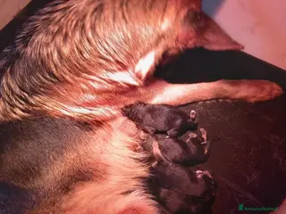 Pastore Tedesco cani cuccioli di pastore tedesco - Annuncio 3