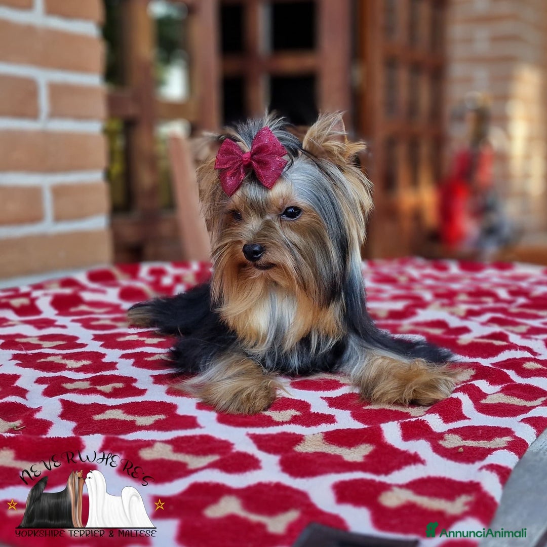 Immagine della galleria {{count}}