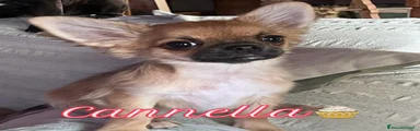 Cannella 