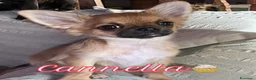 Chihuahua cani in vendita: Ultime 3 meraviglie a pelo lungo  - Annuncio 12