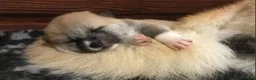 Akita Inu cani in vendita: ULTIME PRENOTAZIONI CUCCIOLI AKITA LOMBARDIA - Annuncio 10