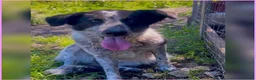 Meticcio cani in regalo: SERENA 🩷 intelligente, dolce e pronta ad amarti a Provincia di Savona - Annuncio 3