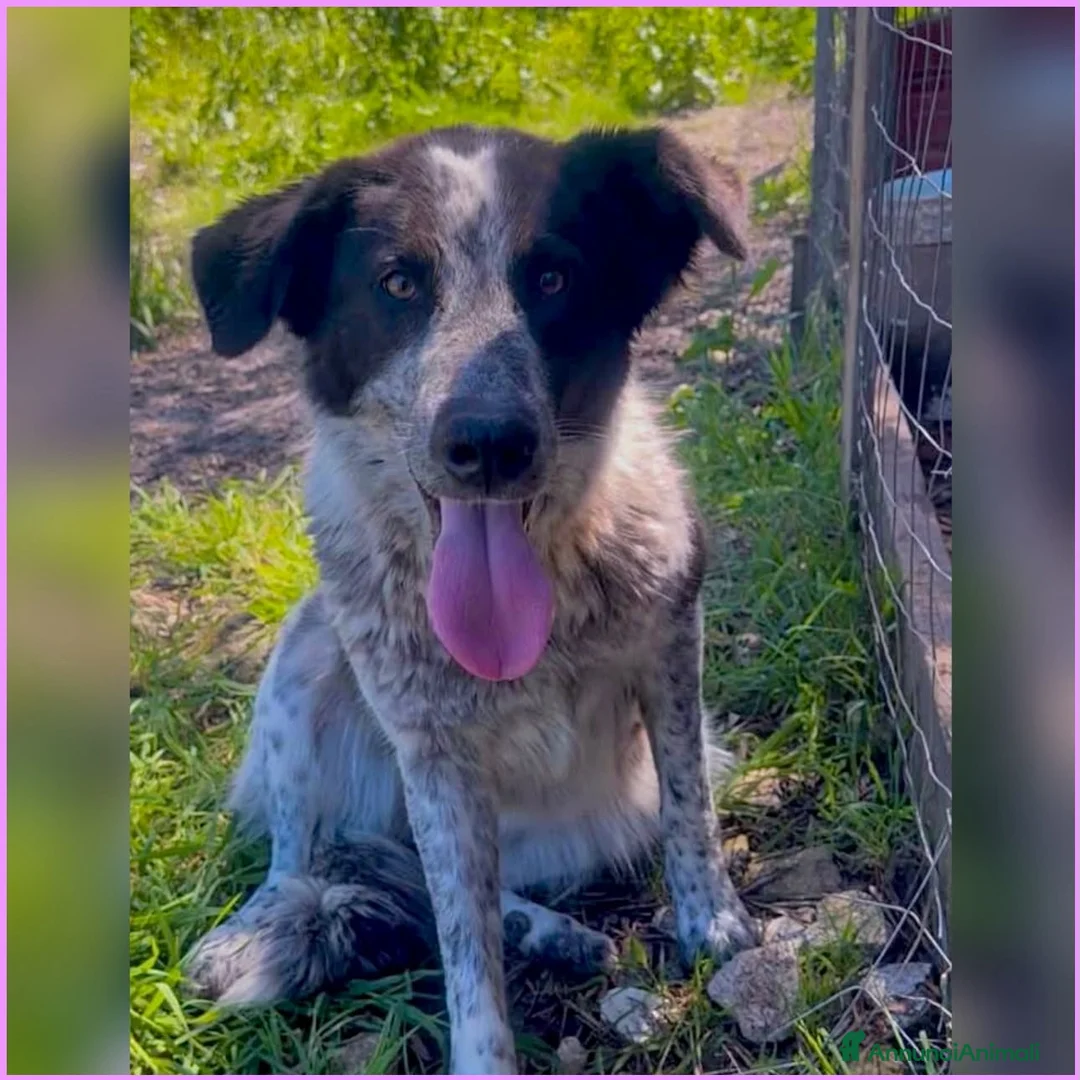 Meticcio cani in regalo: SERENA 🩷 intelligente, dolce e pronta ad amarti a Provincia di Savona - Annuncio 3