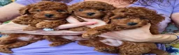 Barboncino Toy cani in vendita: barboncino toy - Annuncio 6