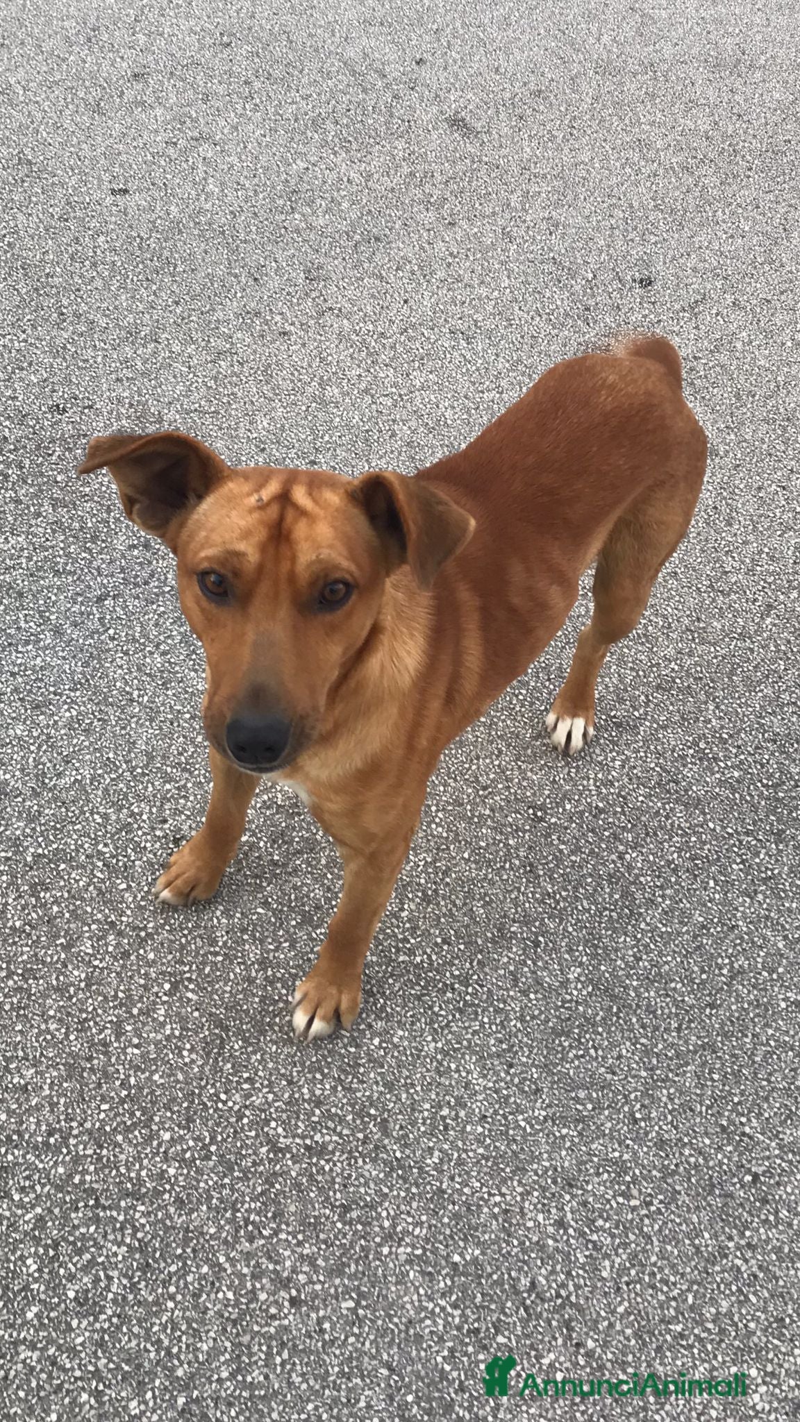 Meticcio cani Birillo taglia piccola 3/4 anni - Annuncio 18