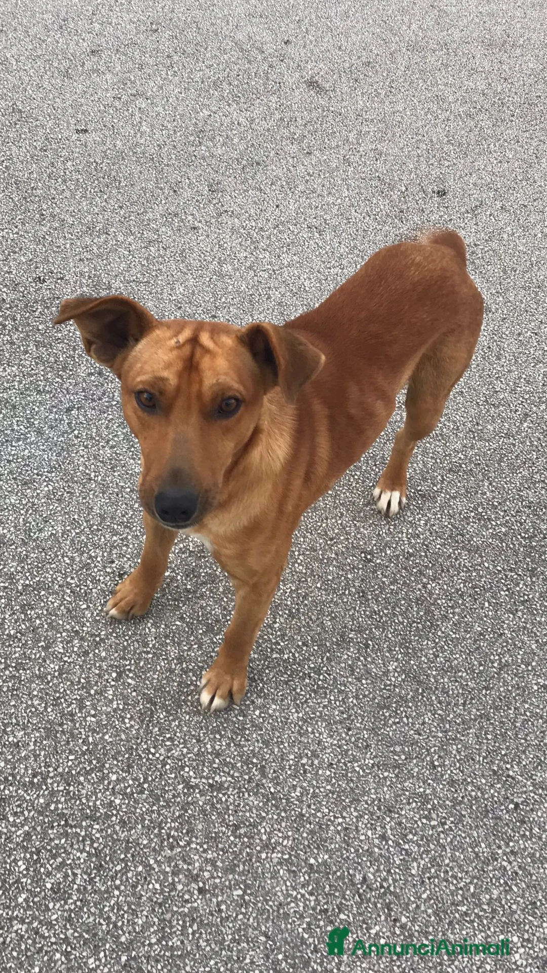 Meticcio cani in regalo: Birillo taglia piccola 3/4 anni - Annuncio 1