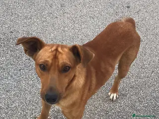 Meticcio cani Birillo taglia piccola 3/4 anni - Annuncio 18