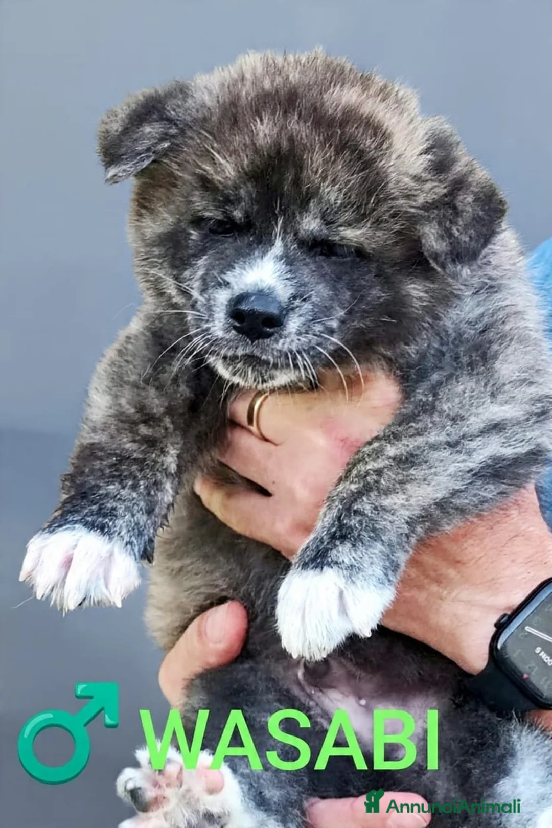 Akita Inu cani in vendita: Vendita cuccioli di Akita Inu giapponese  a Provincia del Sulcis Iglesiente - Annuncio 7