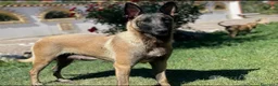 Pastore Belga cani in vendita: Splendidi cuccioli di Pastore Belga Malinois  - Annuncio 4