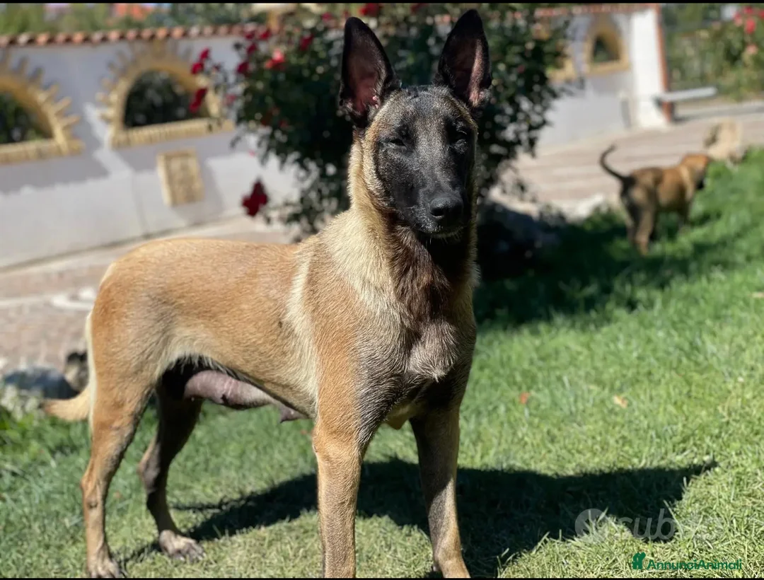 Pastore Belga cani in vendita: Splendidi cuccioli di Pastore Belga Malinois  - Annuncio 4