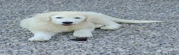 Pastore Abbruzzese Maremmano cani in vendita:  PASTORE ABRUZZESE MAREMMANO alta genealogia - Annuncio 5