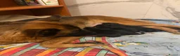 Pastore Tedesco cani in vendita: 4 pastore tedeschi al 100% appena nati  a Città metropolitana di Milano - Annuncio 2