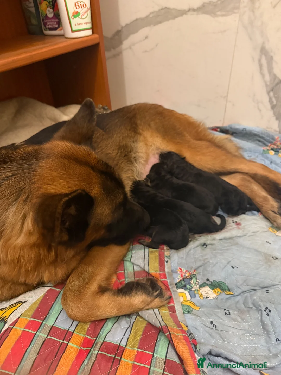 Pastore Tedesco cani in vendita: 4 pastore tedeschi al 100% appena nati  a Città metropolitana di Milano - Annuncio 2