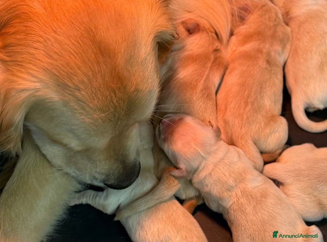 Golden Retriever cani in vendita: Cuccioli Golden Retriever - Annuncio 6