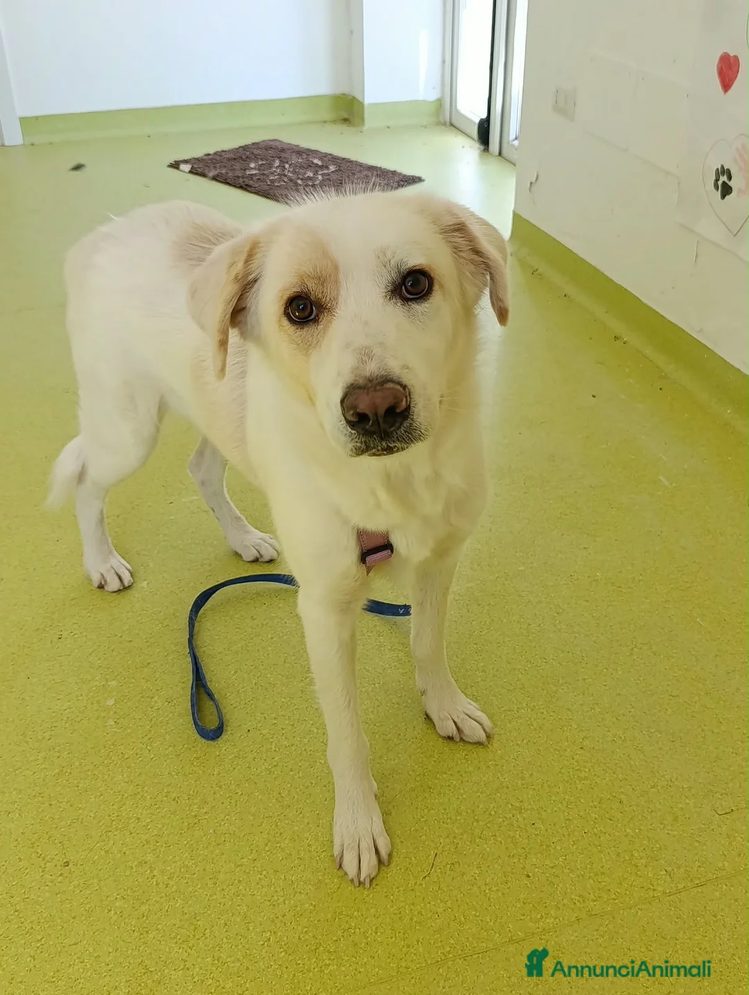Meticcio cani in regalo: Ester a Provincia di Parma - Annuncio 1