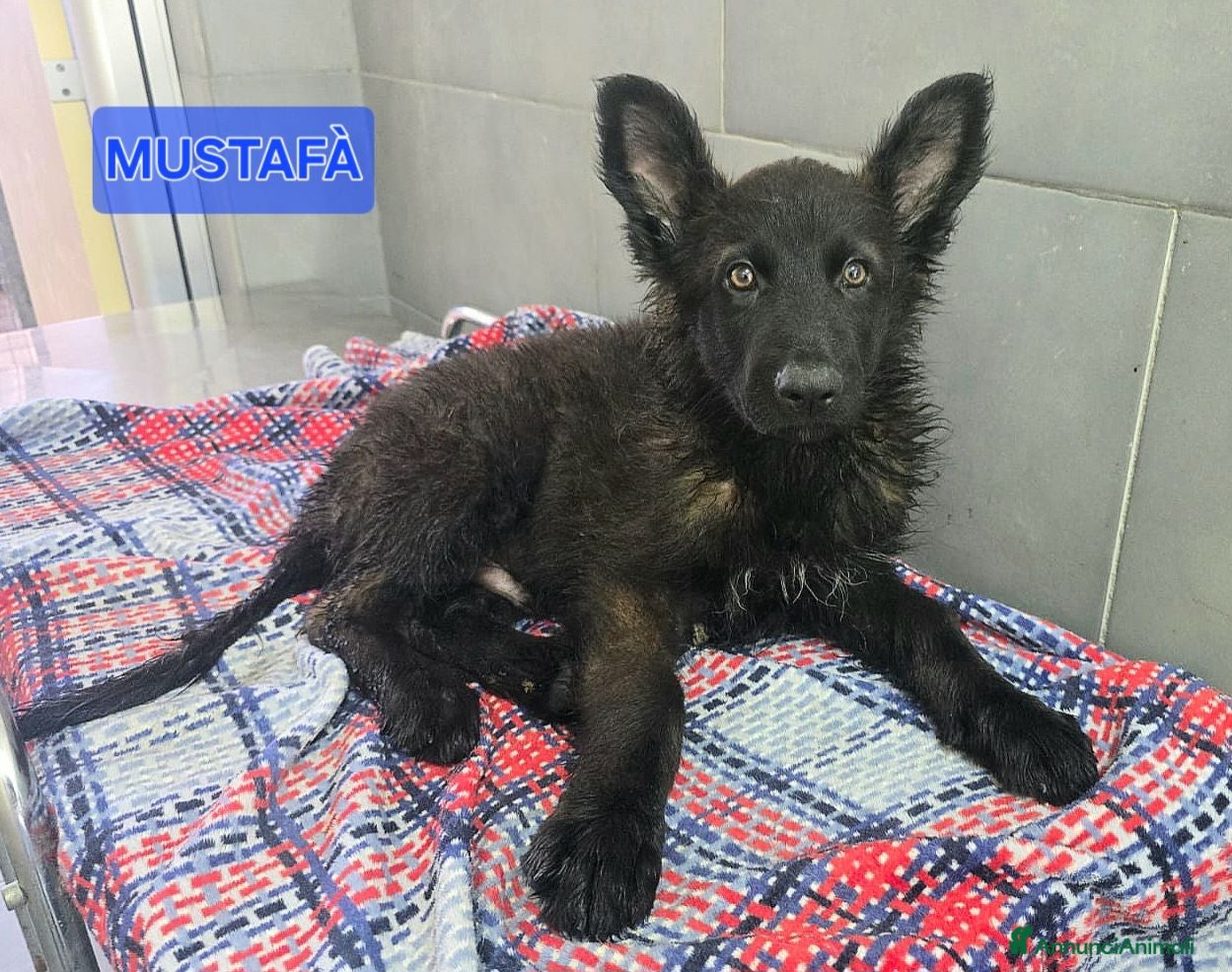 Meticcio cani Mustafà 2 mesi mix pastore tedesco  - Annuncio 9