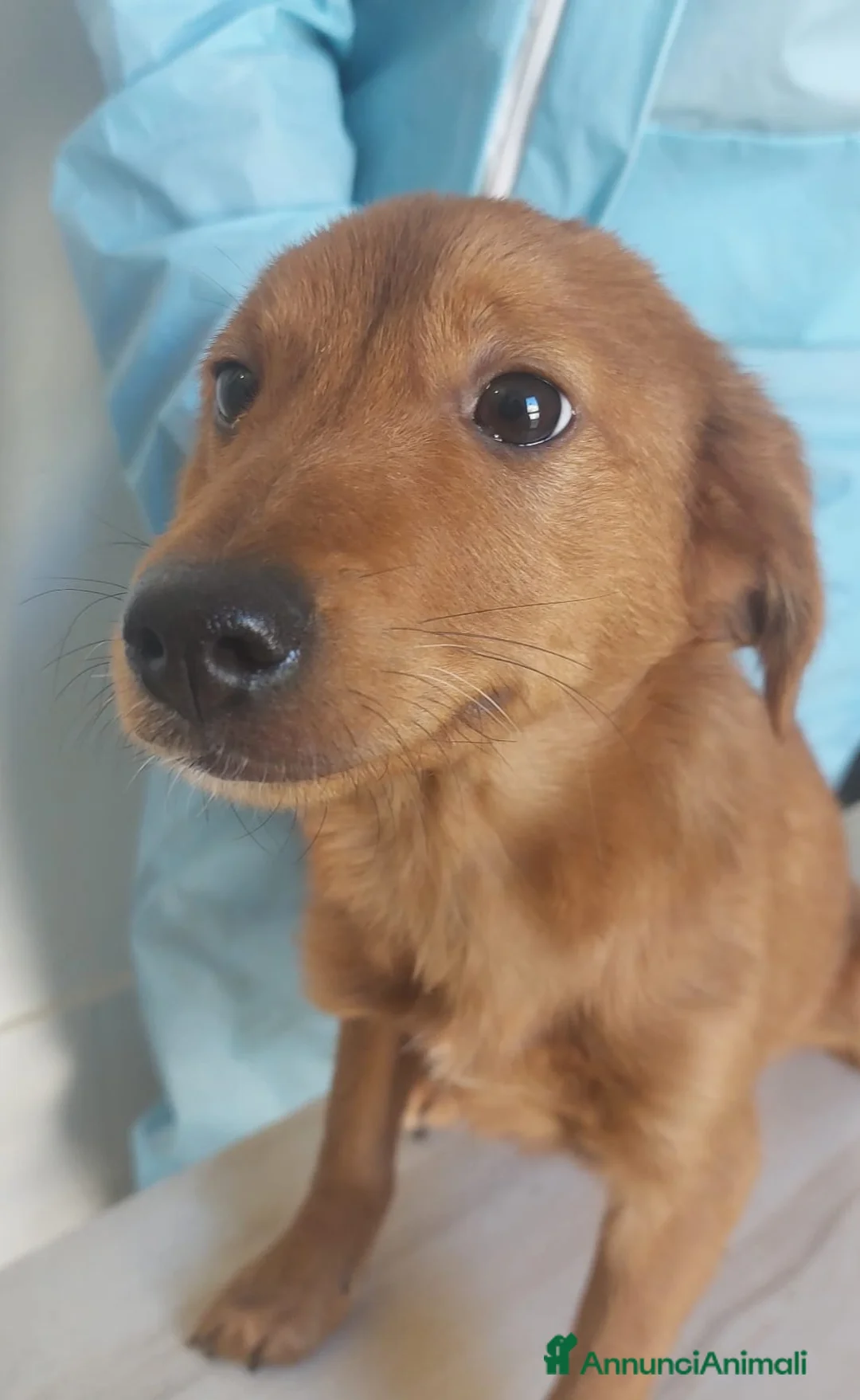 Meticcio cani in regalo: Tanti cuccioli cercano un porto sicuro - Annuncio 20