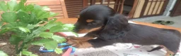 Bassotto Nano cani in vendita: Bassotto pelo lungo - Annuncio 6