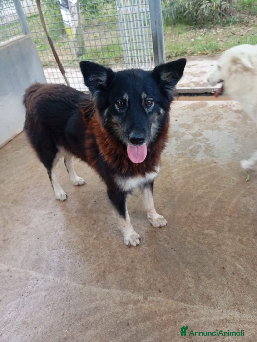 Meticcio cani in regalo: Nadia, simil lupetta!  - Annuncio 3