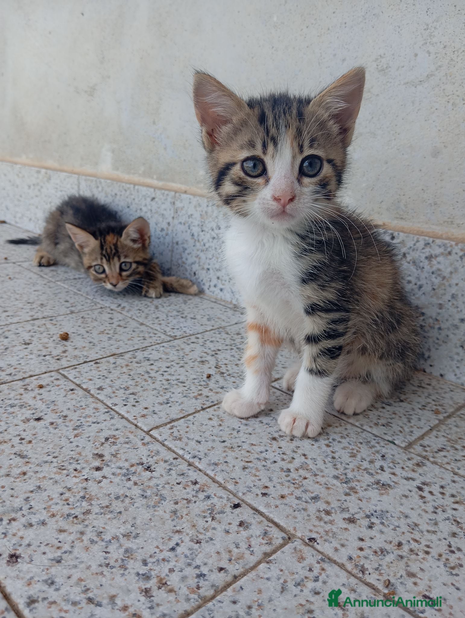 Meticcio gatti Cuccioli di gatto - Annuncio 1