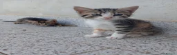 Meticcio gatti in regalo: Cuccioli di gatto - Annuncio 1