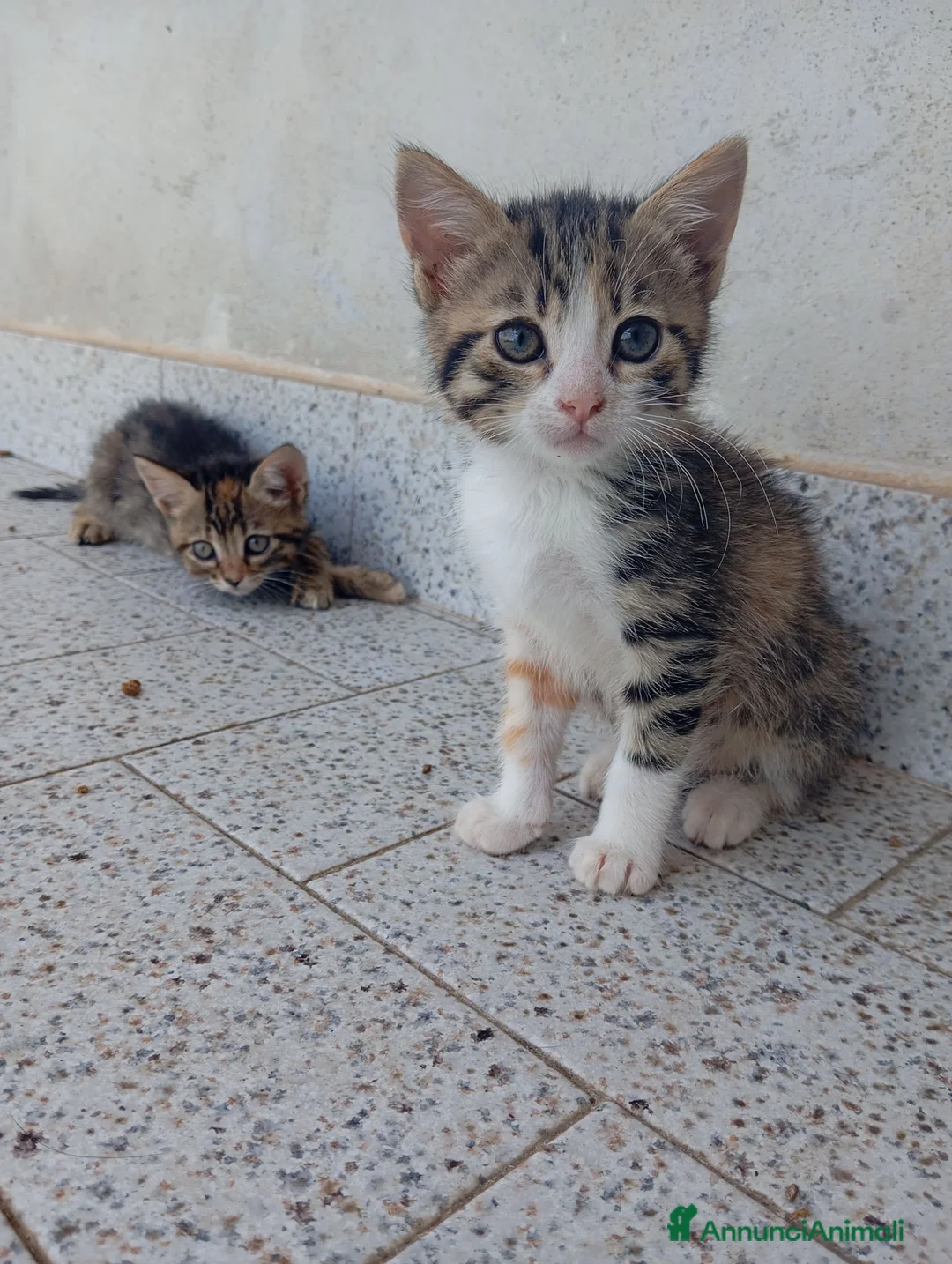 Meticcio gatti in regalo: Cuccioli di gatto - Annuncio 1