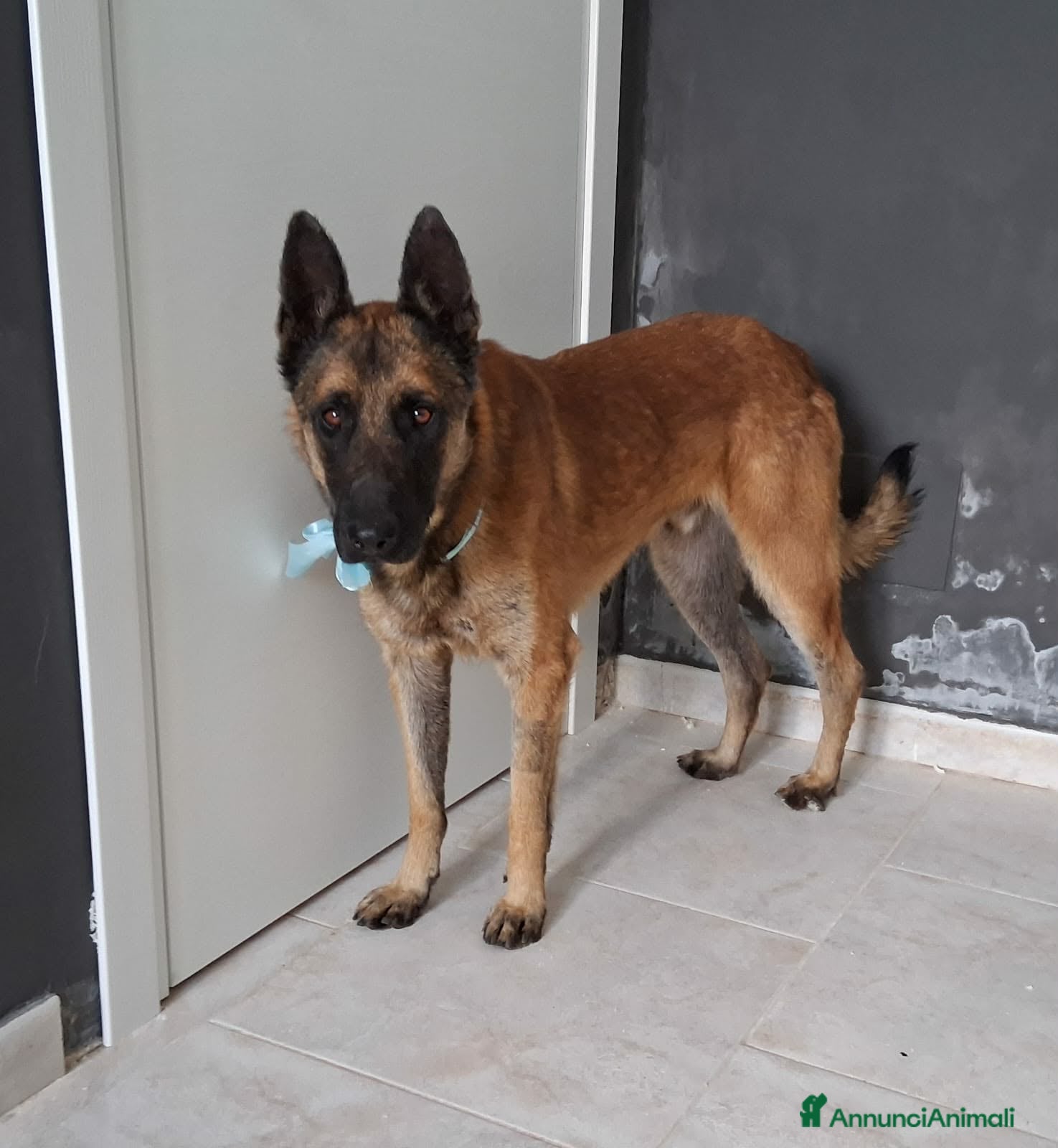 Meticcio cani Carlos uno spettacolo della natura in adozione  - Annuncio 42