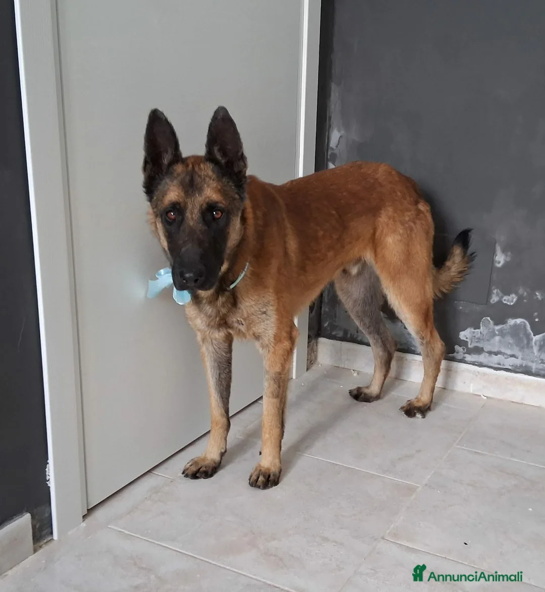 Meticcio cani in regalo: Carlos uno spettacolo della natura in adozione  a Città metropolitana di Roma Capitale - Annuncio 1