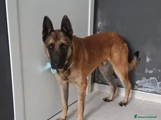 Meticcio cani Carlos uno spettacolo della natura in adozione - Annuncio 37