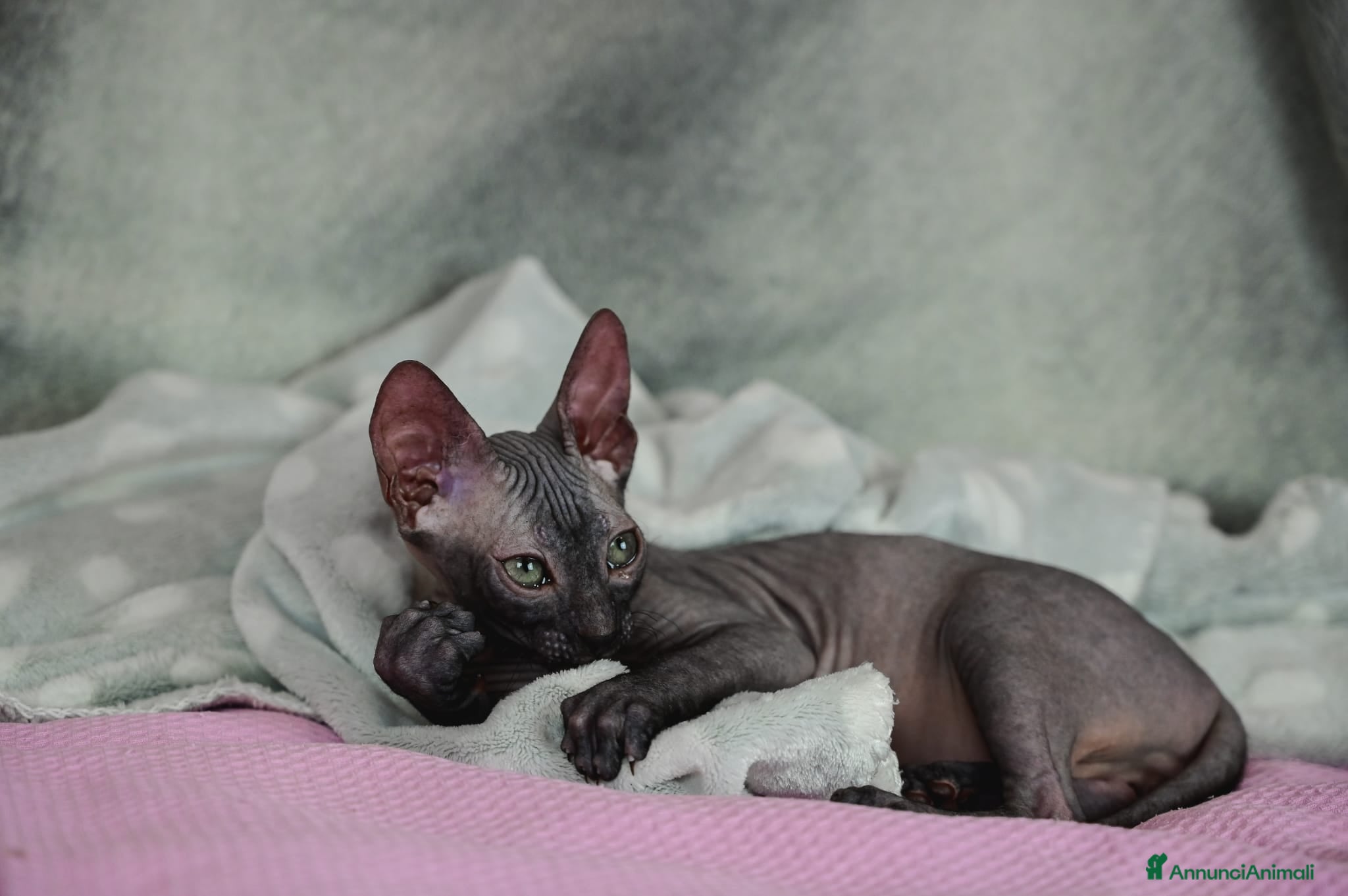 Sphynx gatti Cucciolo sphynx  - Annuncio 2